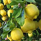 レモン ユーレカの苗木【果樹挿し木苗/9cmポット苗/2個セット】(鉢植えなのでほぼ年中植付け可能)鉢植えでも簡単に栽培できます。外観、味とも「リスボン」とよく似ていて、ジューシーで香りがよく酸味もしっかりあるレモンです。カリフォルニアの太平洋沿