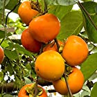 果樹！柿の苗木 品種：富有(ふゆう)【品種で選べる果樹苗木 2年生 接木苗 12cmロングポット 平均樹高:50cm/1個】(ポット植えなのでほぼ年中植付け可能)国内で一番生産量が多い品種で、食感・甘さから甘柿の王様とも呼ばれています。 果肉は柔