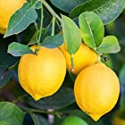 レモン 璃の香(りのか)5号ポット1年生接木苗【品種で選べる果樹苗/1個売り】学名：Citrus limon/ミカン科ミカン属●果汁が豊富で、普通のレモンより酸味が少なくてまろやかジューシーです。種は比較的少なく種無しも収穫できます。1果200～