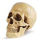 Revteds 頭骸骨 1/1 模型 人体模型 スカル 置物 ボーンカラー