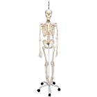 関節の可動域を追求した骨格模型，脊柱や肩甲骨など動きます - フランク・骨格機能モデル - 3B Scientific