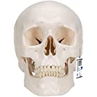 実物大の頭蓋骨模型 - 頭蓋，標準型モデル - 3B Scientific