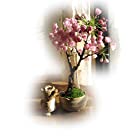 桜盆栽　　　これで自宅で　桜を楽しめる　さくら盆栽　　4月中頃に開花します。