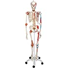 人体骨格模型，脊柱可動・靭帯再現・筋の着色 - サム・骨格モデル ～スーパースケルトン～，直立型スタンド仕様 - 3B Scientific