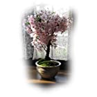 盆栽桜 御殿場さくら ピンクの一重咲きが 春にかわいいサクラが楽しめます。 さくら盆栽でお花見