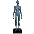 人体模型 筋肉模型 高品質解剖模型 30cm 医学模型 人体解剖 医学教育 整形外科 男性 / 女性 女性