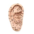 フェリモア 耳模型 耳つぼ模型 日本語表記 持ち運びに便利 わかりやすい ツボ押し 右耳 凹凸も再現 (17cm)