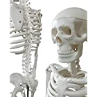 OWLIAN 人体骨格模型 骨格標本 全身 直立型 関節可動 骸骨 教材 85cm 1/2モデル (1/2縮小モデル)