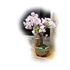 母の日2023年5月にサクラのお花見を 八重桜 旭山桜盆栽 咲いたときはリビング お花見 桜盆栽 綺麗な八重のピンクのサクラです