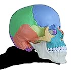 ERLER ZIMMER (ドイツ エルラージマー社) ２２分割 マグネット式 頭蓋骨 頭蓋仙骨 模型 クレニオセラピー オステオパシー 【再入荷しました】