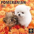 PICTWAN(ピクトワン) 2024年版カレンダー 【L版】ポメラニアン L019