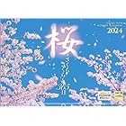 写真工房 『桜 さくらさくらと365日』 2024 カレンダー 壁掛け 風景 【420×297 ホルダー付】