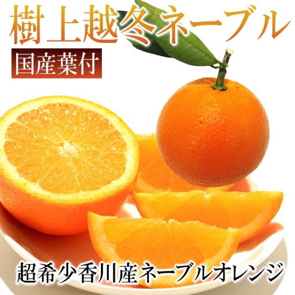 ネーブルオレンジ　国産　香川県産　ご家庭用　2.5kg　　超希少越冬完熟国産ネーブルオレンジ
