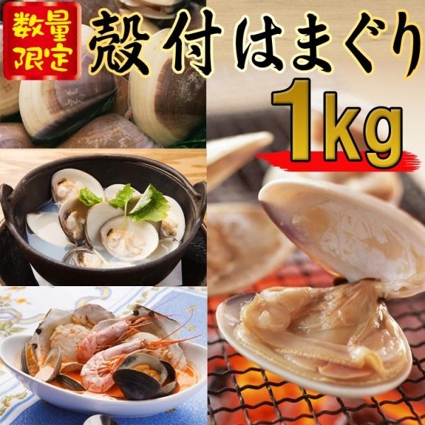 はまぐり　殻付　大粒　送料無料　　1kg　約18粒　ボイル済みで調理簡単便利