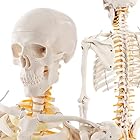 KIYOMARU リアルで再現性の高い1/2サイズの全身骨格模型 人体模型 骨模型 理学療法士監修 約85cm 骨格標本 骨格モデル 動かせる大関節