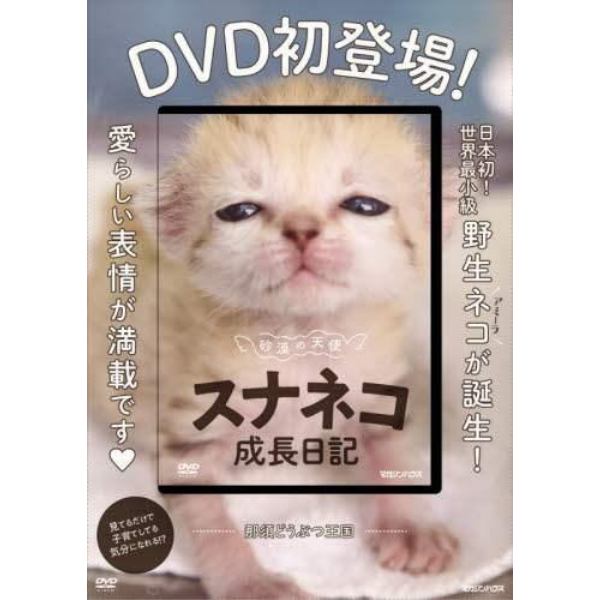 ＤＶＤ　砂漠の天使　スナネコ成長日記