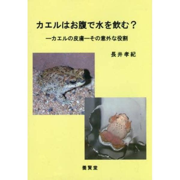 カエルはお腹で水を飲む？　カエルの皮膚－その意外な役割