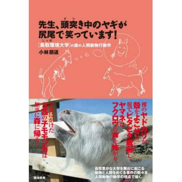 先生、頭突き中のヤギが尻尾で笑っています！