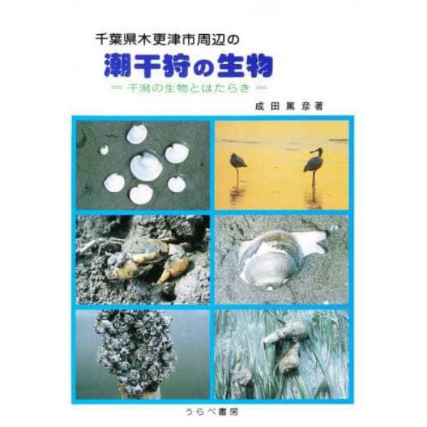 千葉県木更津市周辺の潮干狩の生物　干潟の生物とはたらき