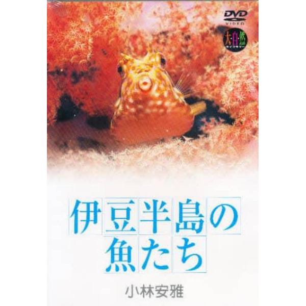 ＤＶＤ　伊豆半島の魚たち