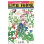 原色牧野日本植物図鑑　１　コンパクト版
