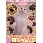 ＤＶＤ　猫ちゃんたち　猫カフェ『カールア