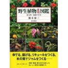 野生植物食用図鑑　南九州－琉球の草木　花ごころ味ごころ