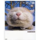 かご猫　日本一のヘン顔