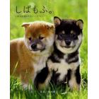 しばもふ。　柴犬広場のかわいい子犬