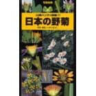 日本の野菊　写真検索