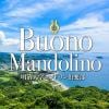 【CD】明治大学マンドリン倶楽部 ／ ブォーノ・マンドリーノ(Buono Mandolino)