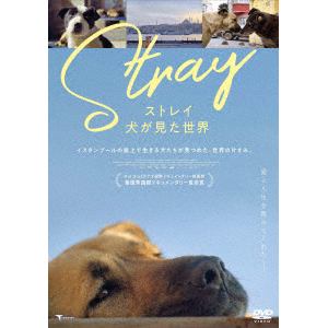 【DVD】ストレイ 犬が見た世界