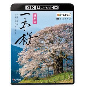 【4K　ULTRA　HD】日本の一本桜　[4K・HDR]