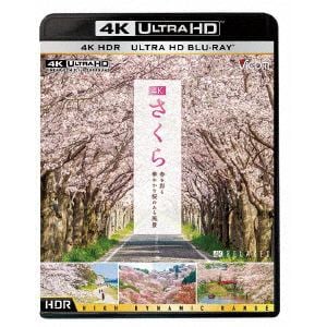 【4K　ULTRA　HD】さくら　春を彩る　華やかな桜のある風景